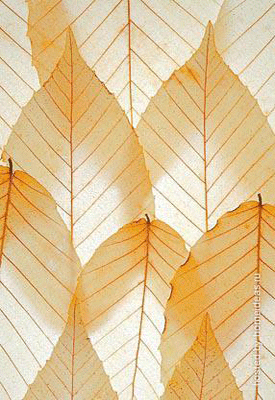 eco-interior-design style trends wall ornamentation