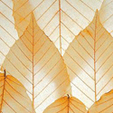eco-interior-design-style-trends-wall-decoration