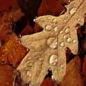 light-brown-colors-fallen-leaf-water-drops