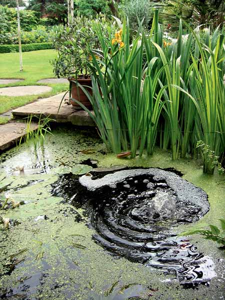outdoor fountain and small pond for unique garden designs and attractive backyard landscaping ideas