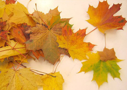 maple leaves for craft ideas and table decoration, rose bouquet