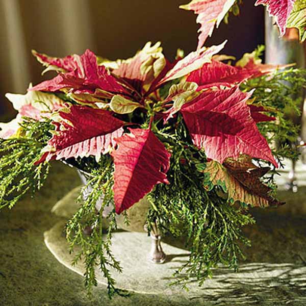 Poinsettia Christmas table centerpiece ideas