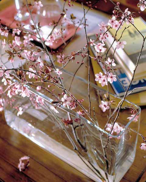 spring branches in glass