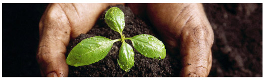  green plants for home decorating 