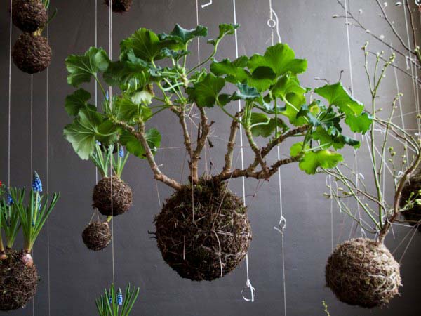hanging container with plants