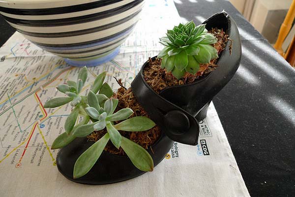 black shoe with plants