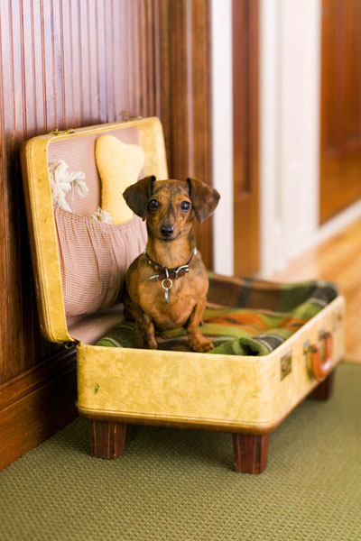 pet bed made of old suitcase