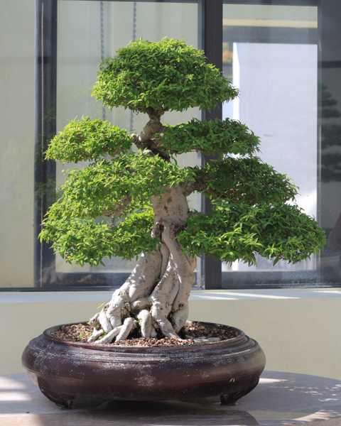 growing miniature tree for home decoration