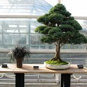 bonsai plant for home decoration