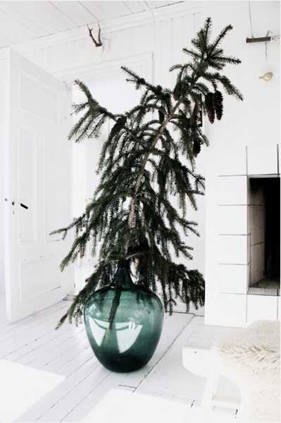 large glass vase with live Christmas