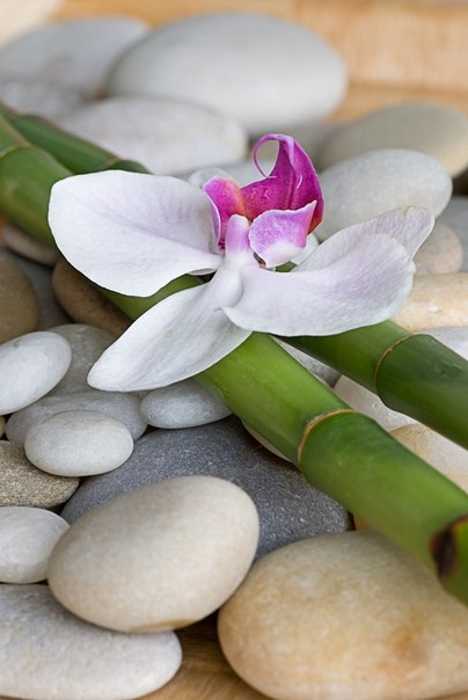  green bamboo sticks and orchid flower on pebble beach 
