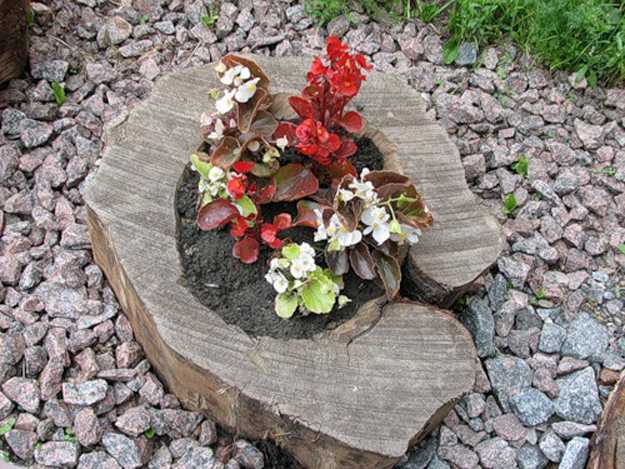 stump with flowers
