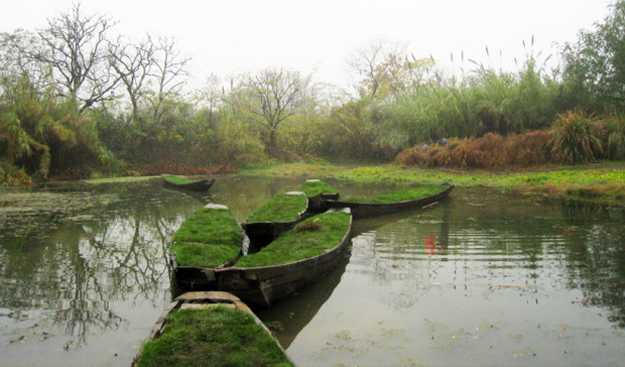wooden boats with grass