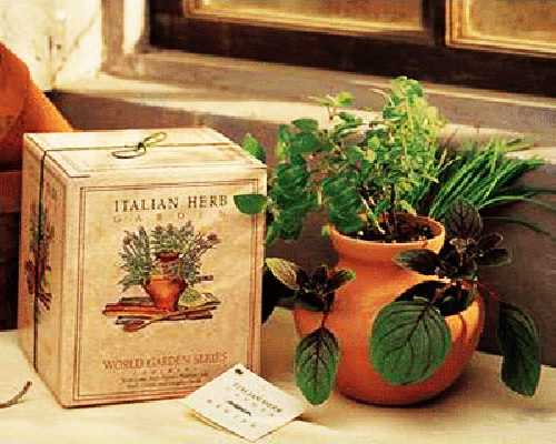 unusual terracotta pots for herbs