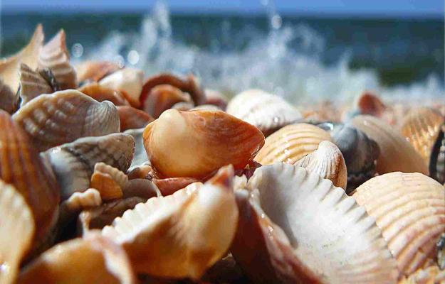 white blue color combination and nautical decor theme