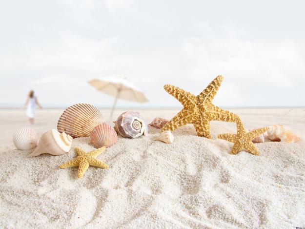 shells on the sandy beach