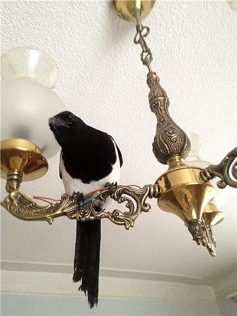  modern home lighting decorations with birds 
