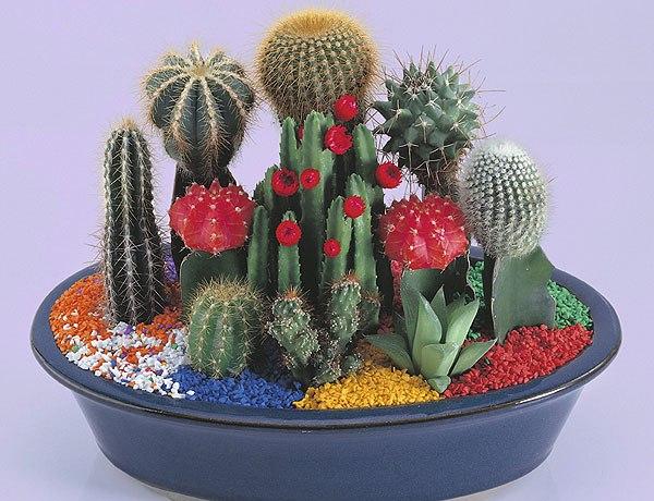 cacti and handmade home decorations inspired by cactus