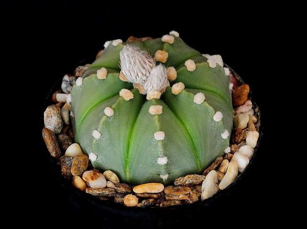 cacti and handmade home decorations inspired by cactus
