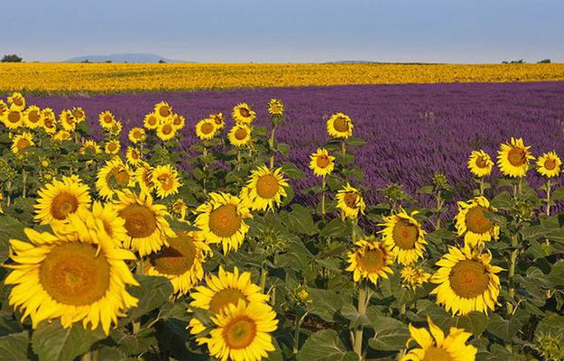Sunflower and lavender fields